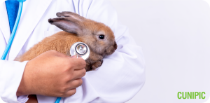 Najczęstsze choroby królików karłowatych