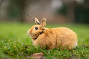 Problemy otyłości u królików karłowatych