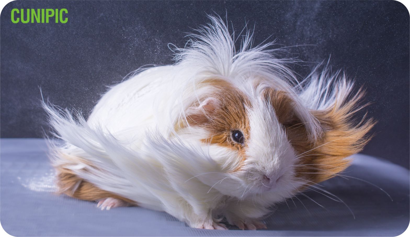 Las cobayas de pelo largo