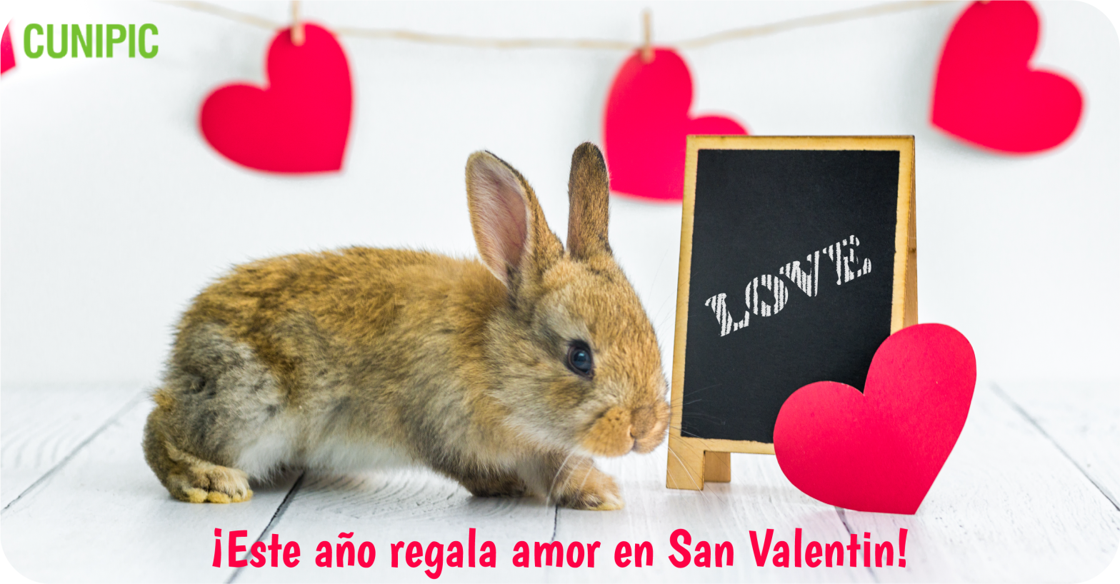 Regálale una muestra de amor a tu conejo enano
