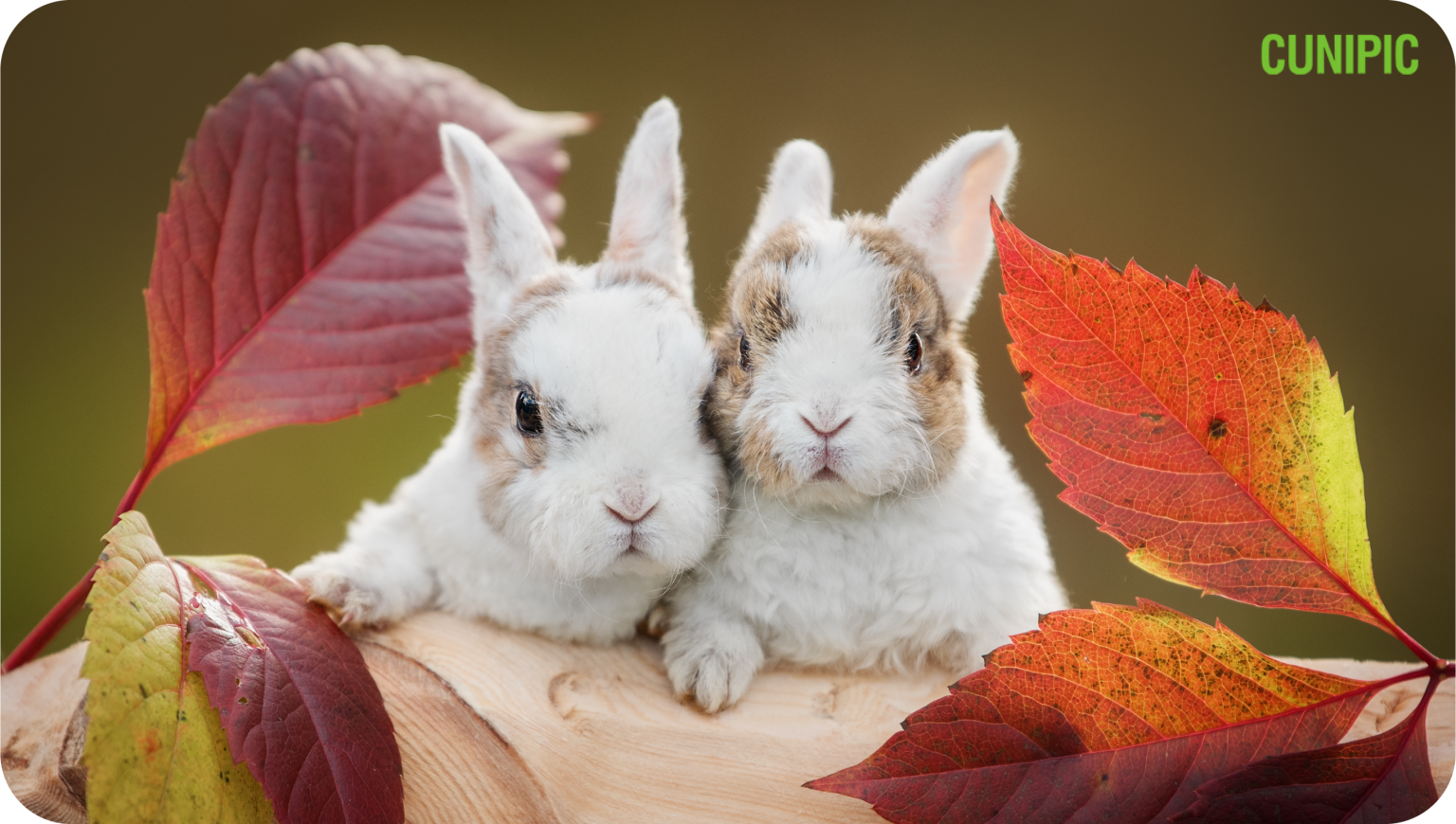 Food for dwarf rabbits | Cunipic Blog