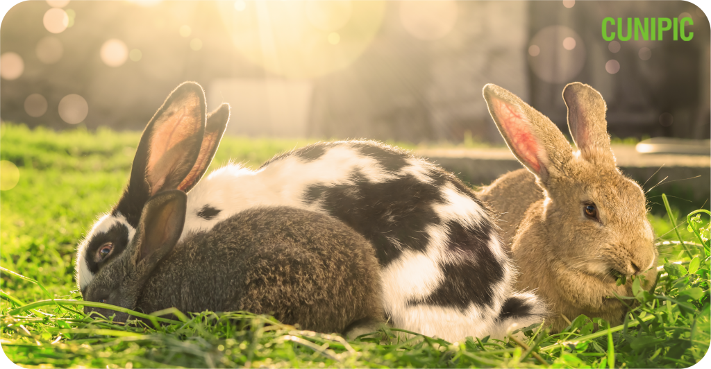 Rabbits and heat - Cunipic