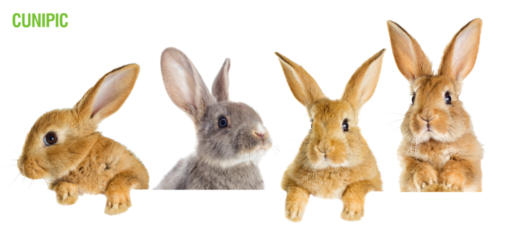 Rabbits and their language III - Cunipic