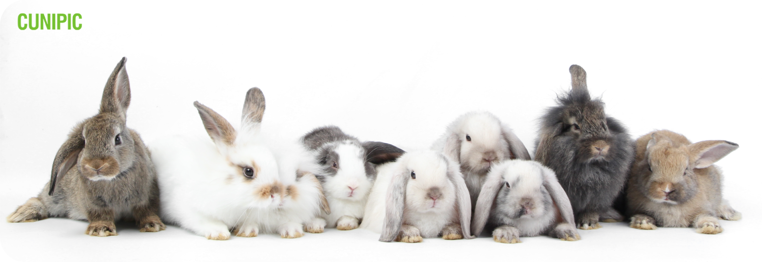 Las razas de conejos Cunipic