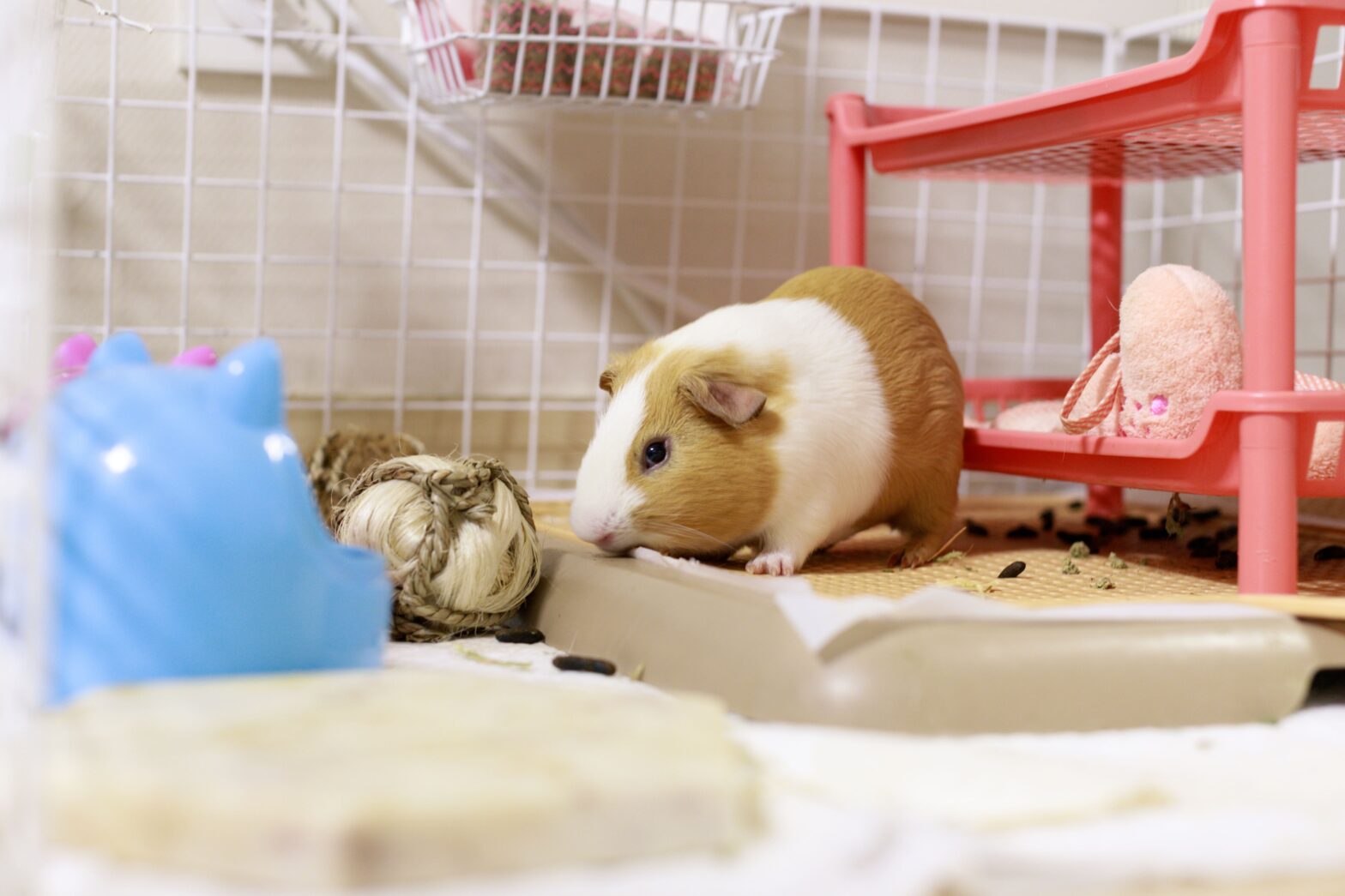 alojamiento de la cobaya