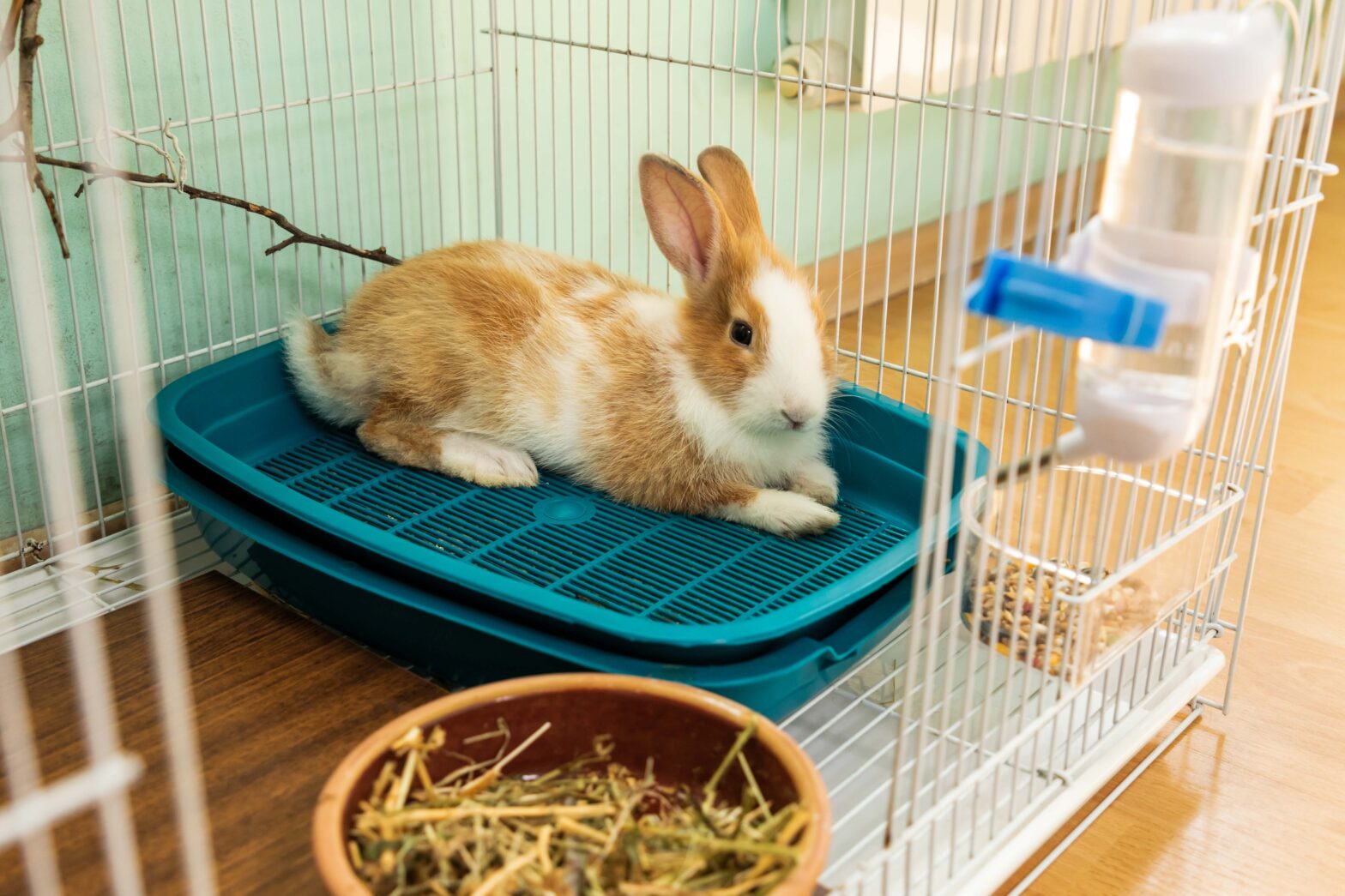 Alojamiento ideal para tu conejo: Guía completa para un hogar feliz