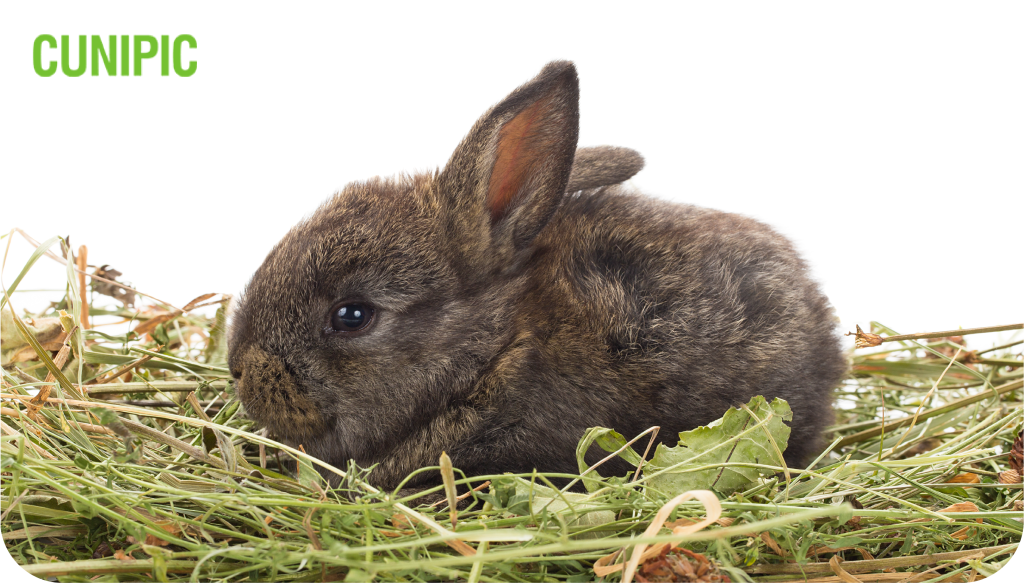 FEEDING BABY RABBITS - Cunipic