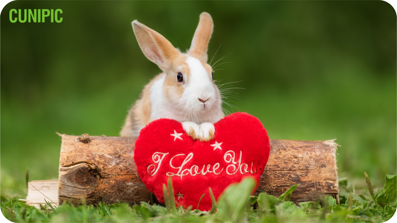 NUESTRO CONEJO Y SAN VALENTÍN