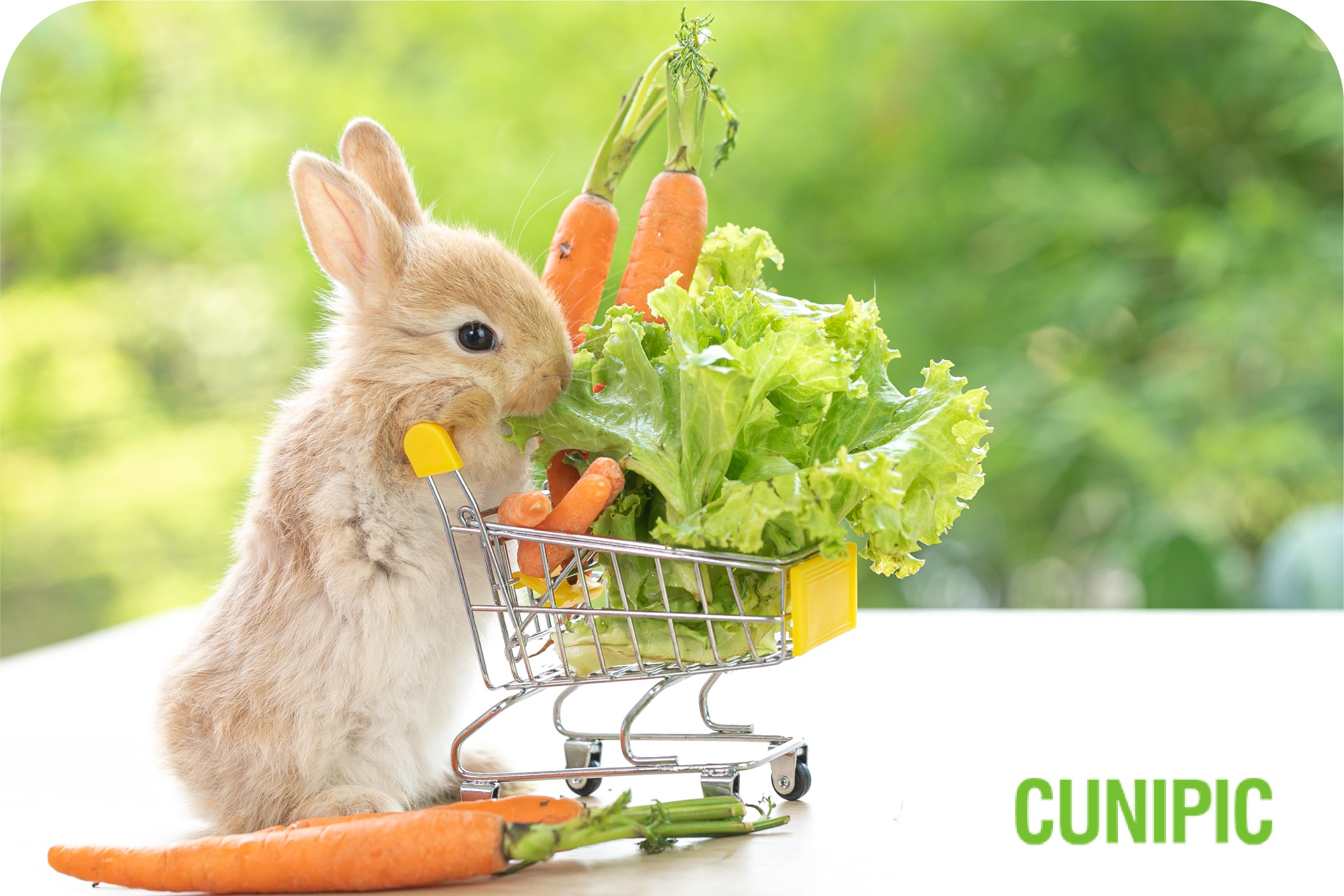 ¿Qué verduras pueden comer los conejos?