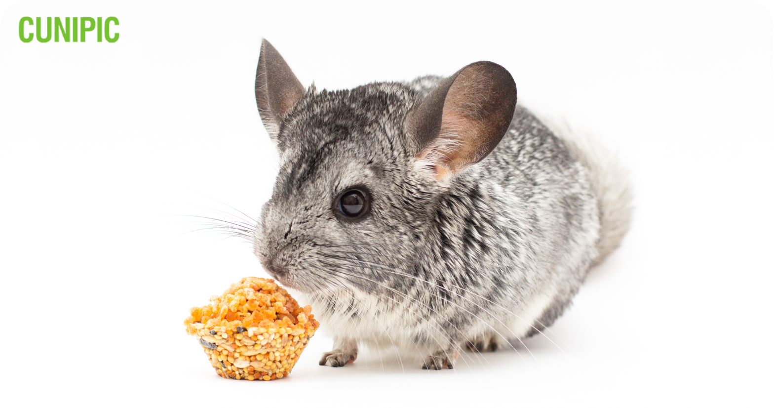 Alimentación para chinchilla