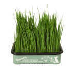 Hierba Fresca Naturaliss: Raygrass