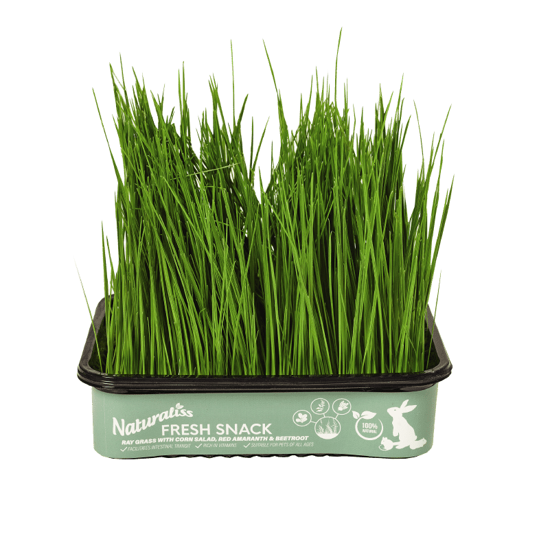 Hierba Fresca Naturaliss: Raygrass