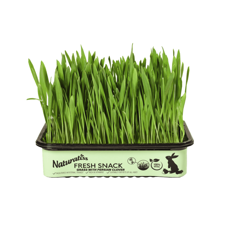 Hierba Fresca Trébol Persa Naturaliss