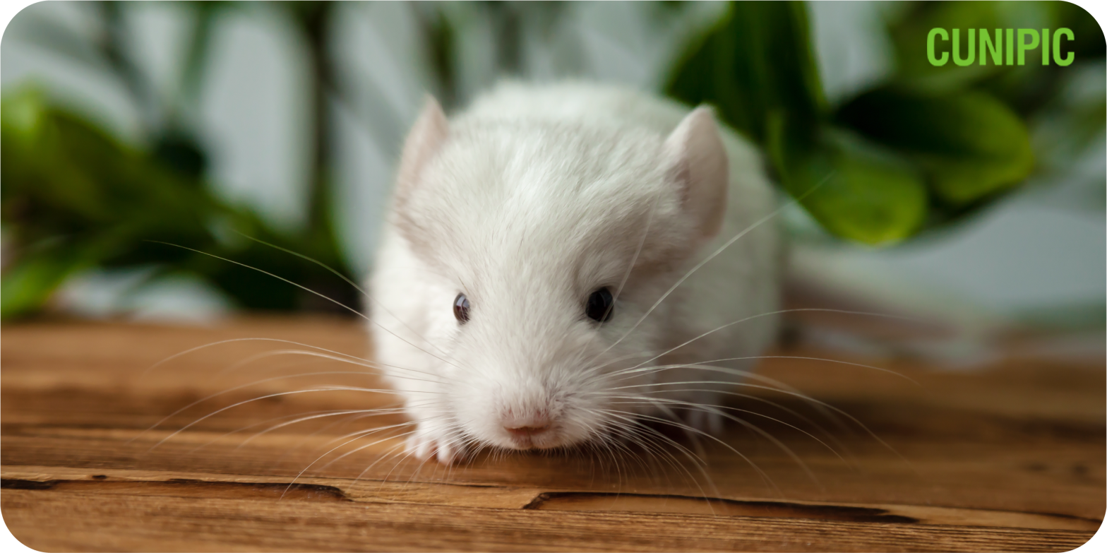 Naturaliss chinchilla