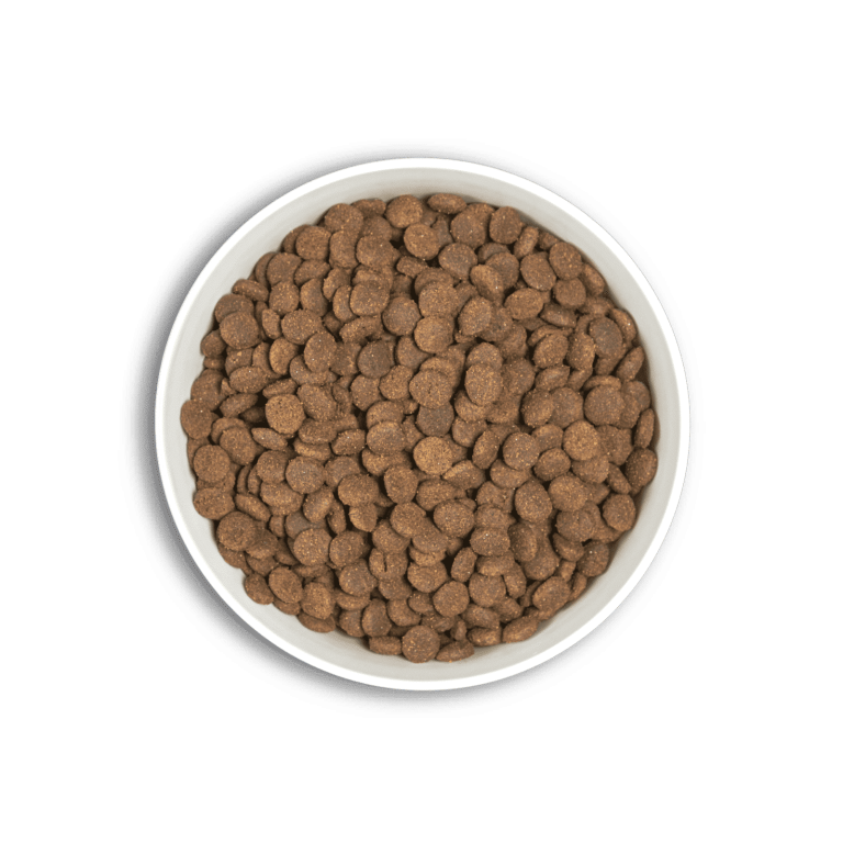bol-era-puppy-large-min