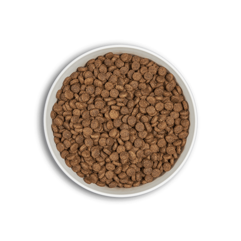 bol-era-puppy-medium-min