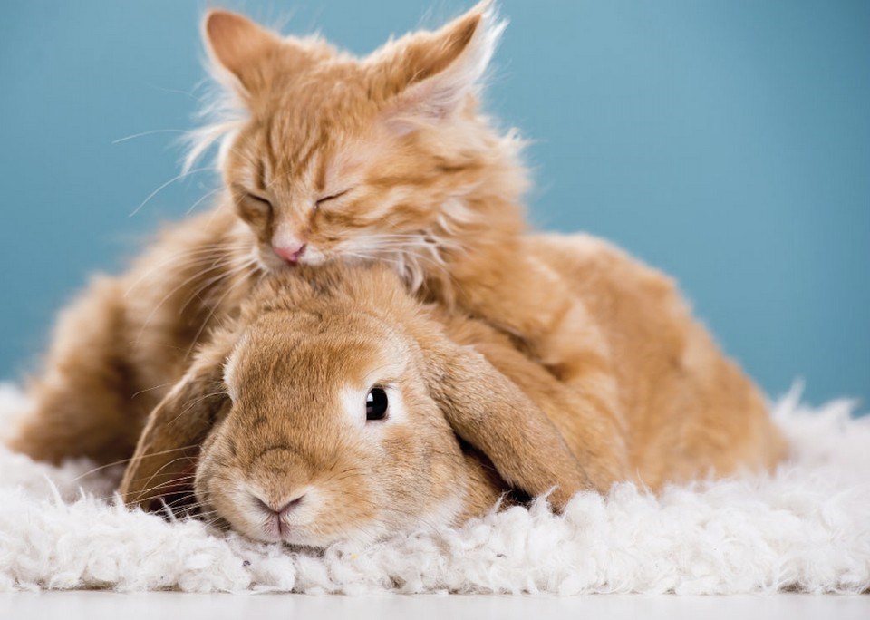 Conejo y gato