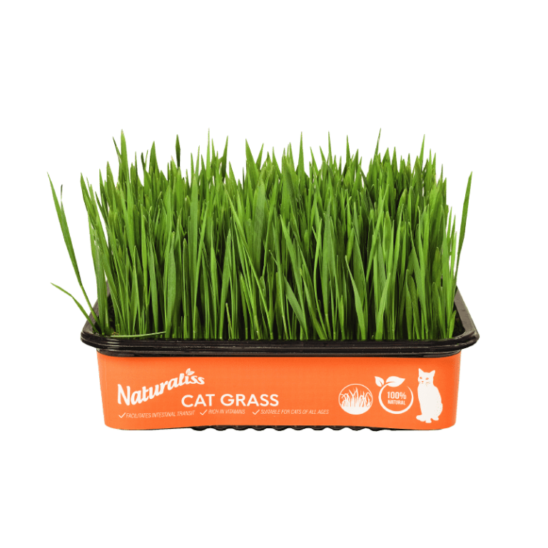 Hierba Fresca para Gato Naturaliss
