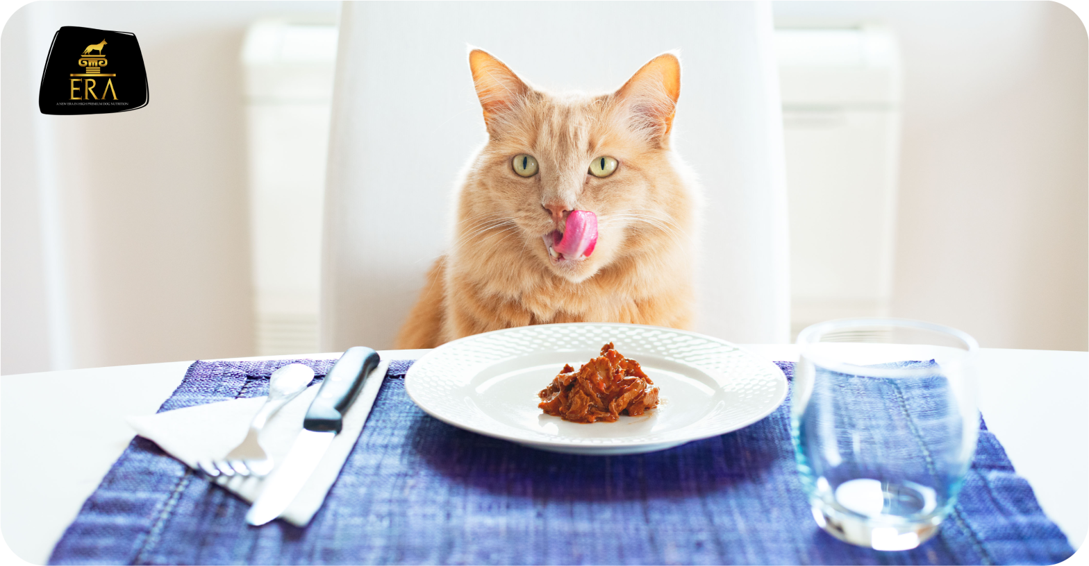 ¿Por qué es importante la comida húmeda para mi gato?