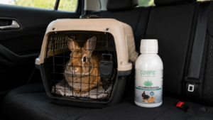 viajar sin estrés conejos y roedores